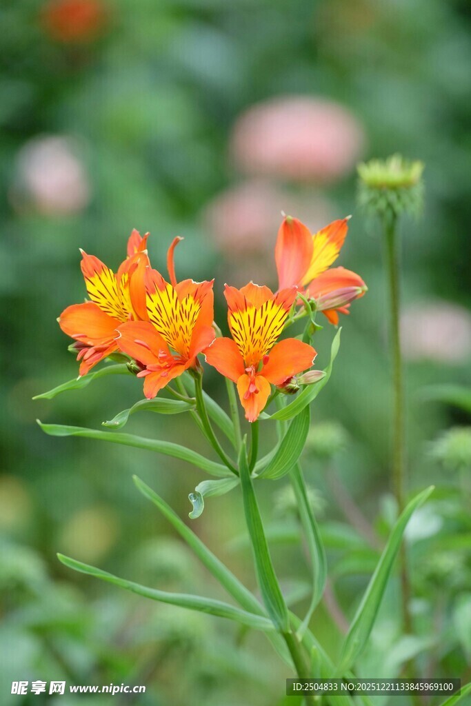 橙色小花绽放于绿意间