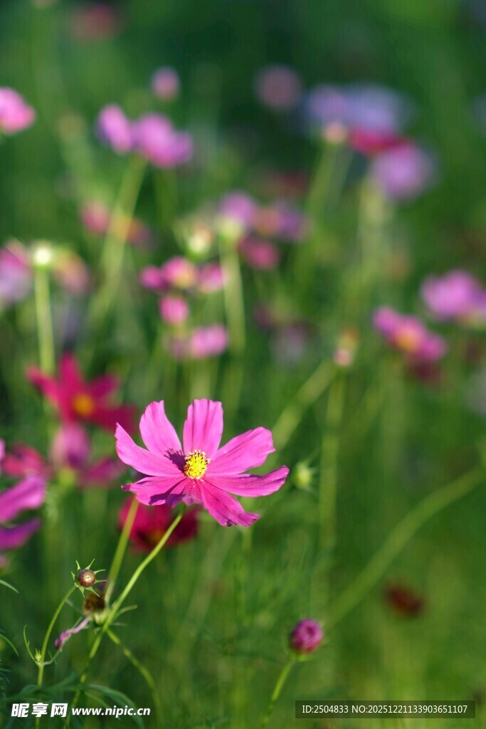 烂漫波斯菊绽放于绿野