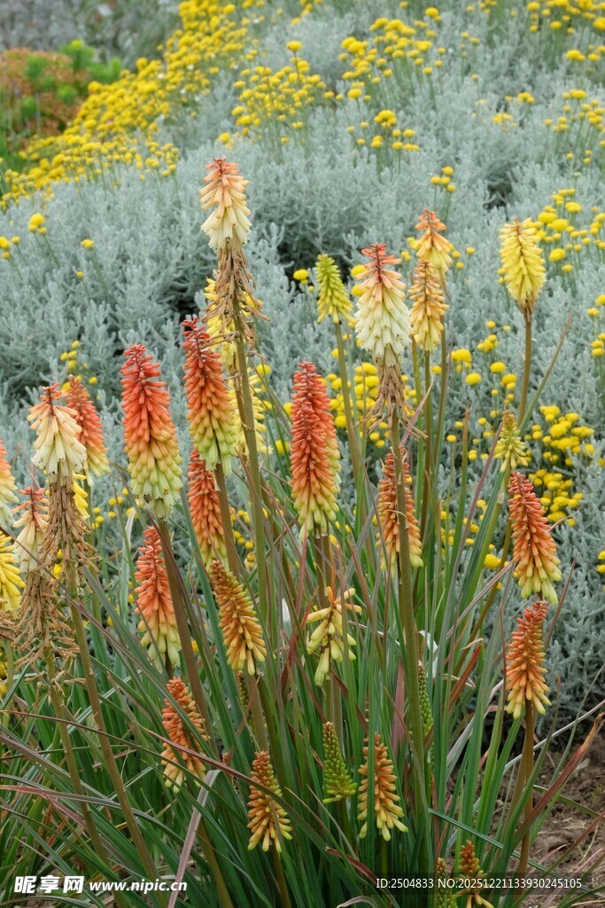 多彩火炬花绽放于花丛