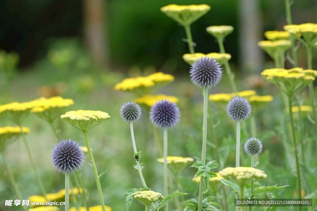 花丛中的黄紫相间美丽花卉