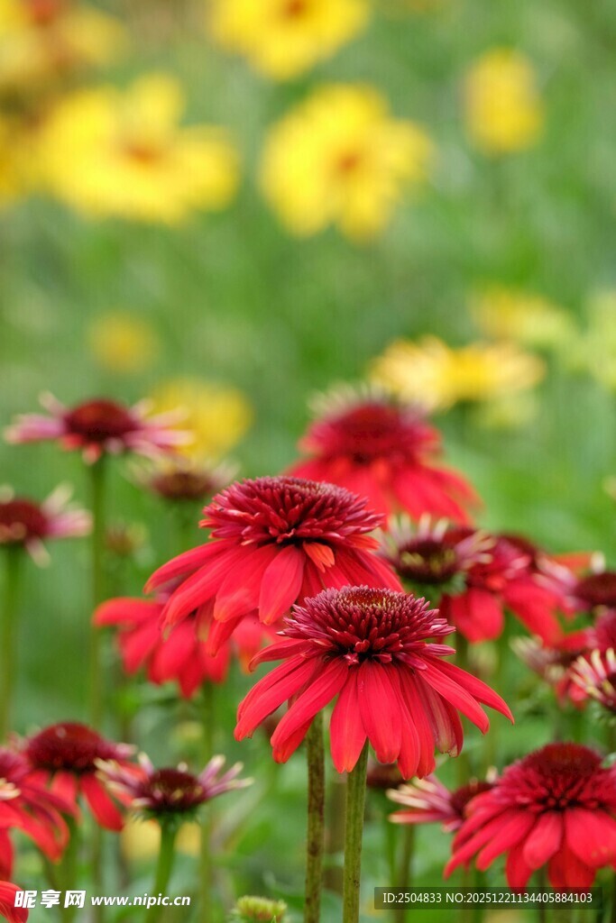 艳丽红花绽放于绿野间