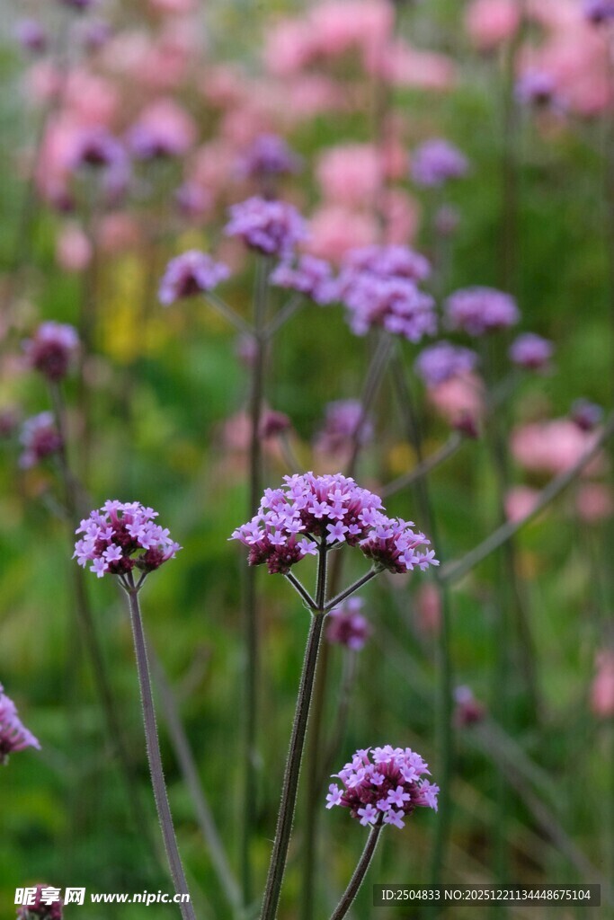 紫色小花绽放于绿野间