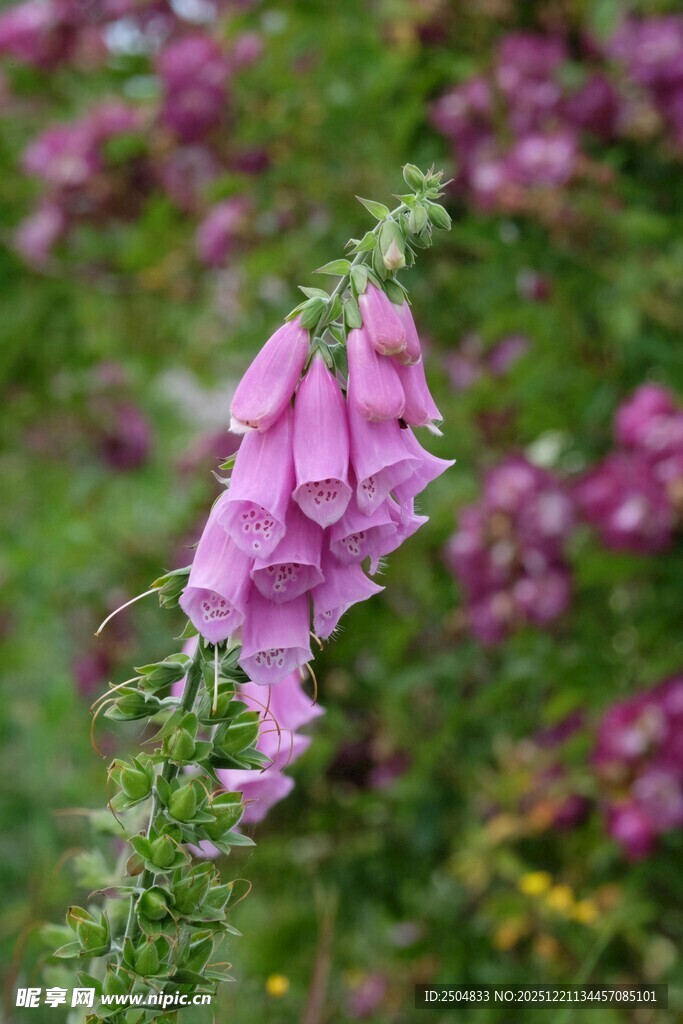 紫色毛地黄花特写