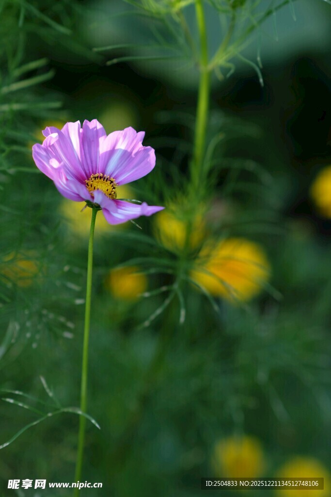 紫色波斯菊绽放于绿野