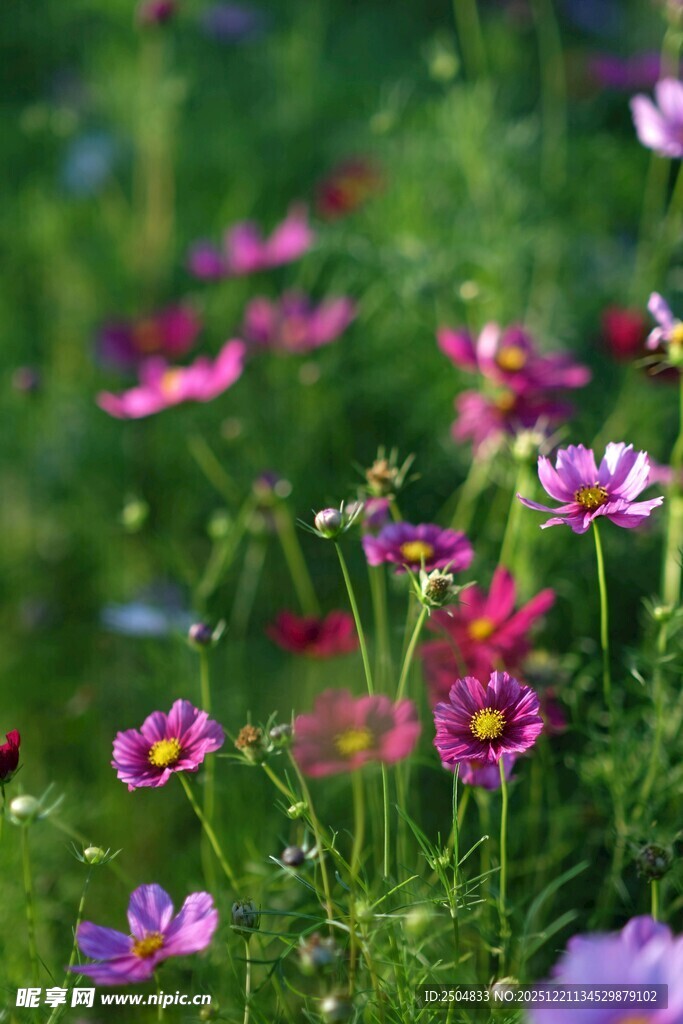 缤纷野花绽放于绿野间