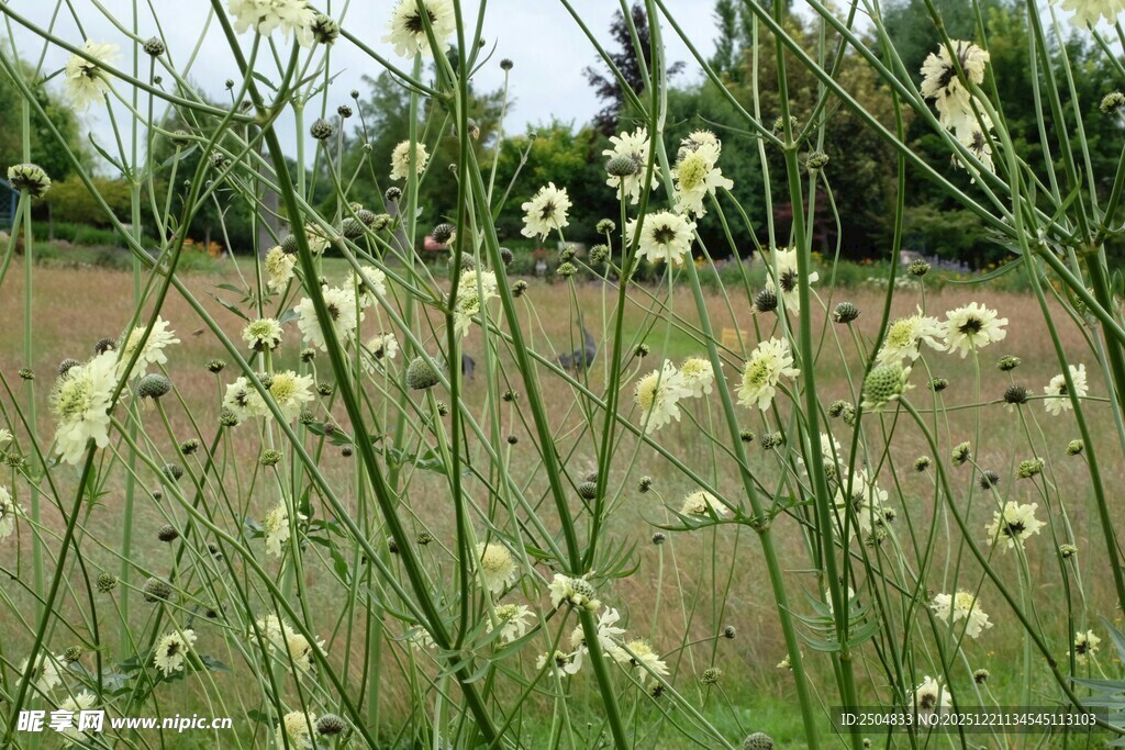 田野中的白色小花绽放
