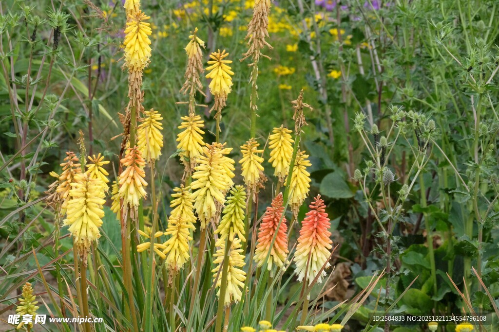 金黄火炬花绽放于草丛