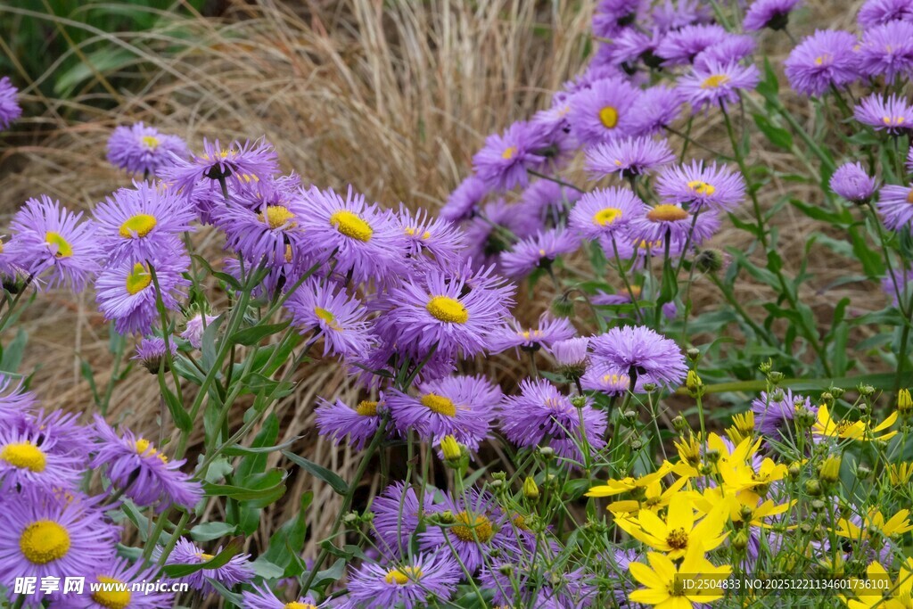 多彩花卉绽放自然美景