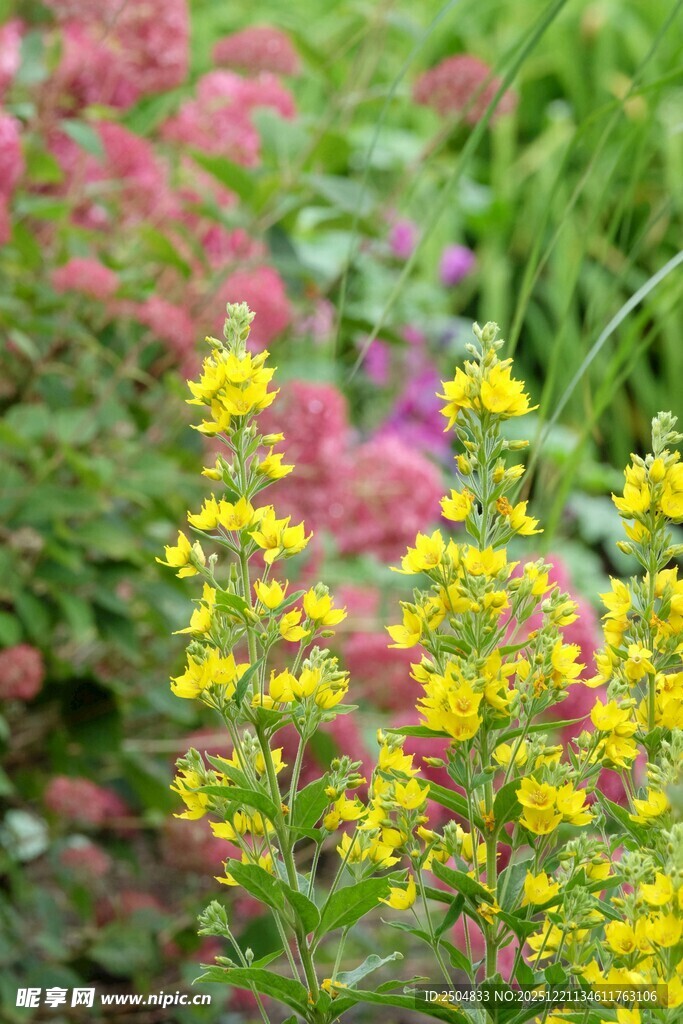 多彩花卉绽放的美丽景致