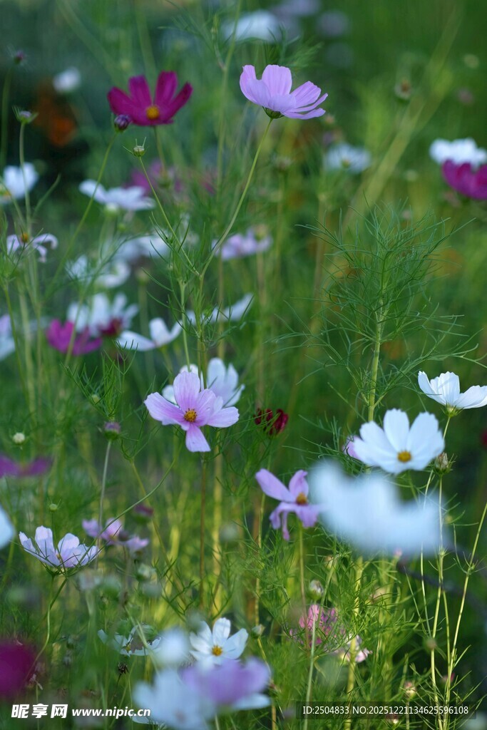 烂漫花海 缤纷格桑绽放