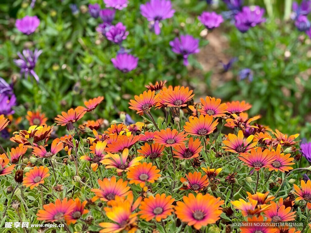 多彩勋章菊绽放于花丛中