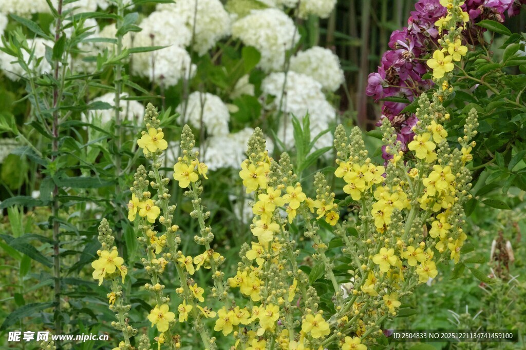 多彩花卉绽放于花园中