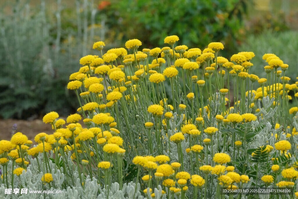金黄灿烂的小菊花丛