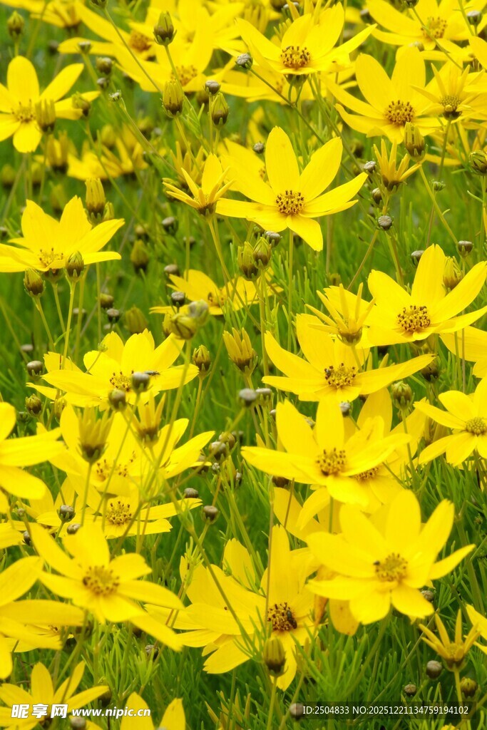 金黄灿烂的美丽小菊花