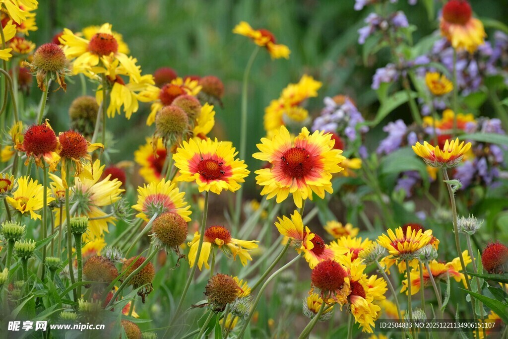 多彩野花绽放于绿野