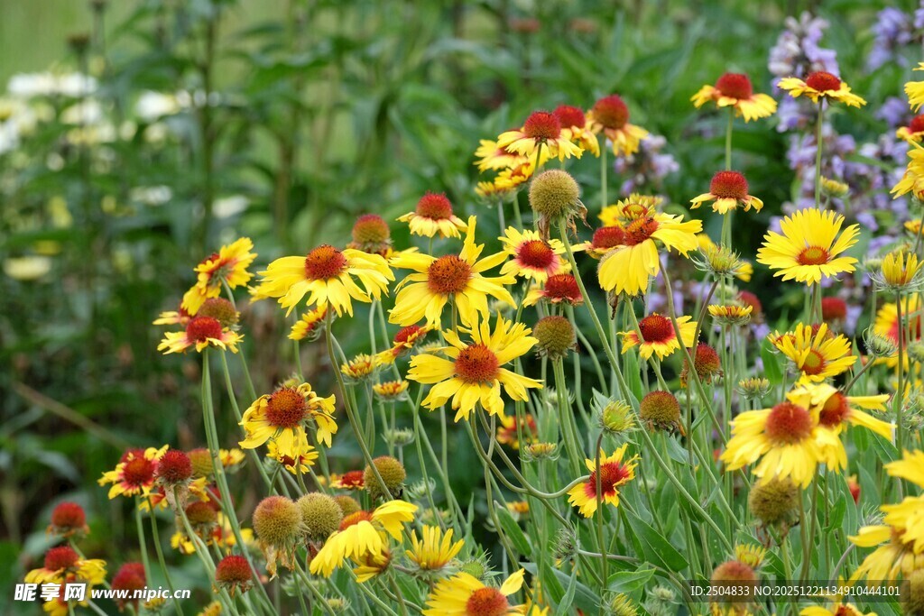 多彩天人菊绽放于花丛中