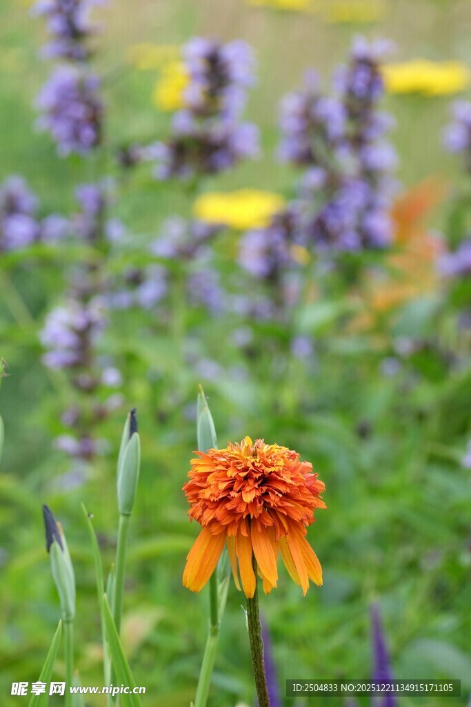 橙色花朵绽放于花草间