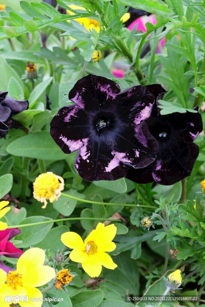 黑花绽放于多彩花丛中