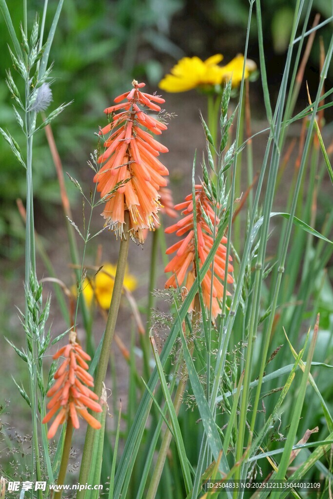 橙黄花朵绽放于草丛间