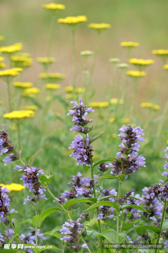 紫色花卉与黄色小花同框