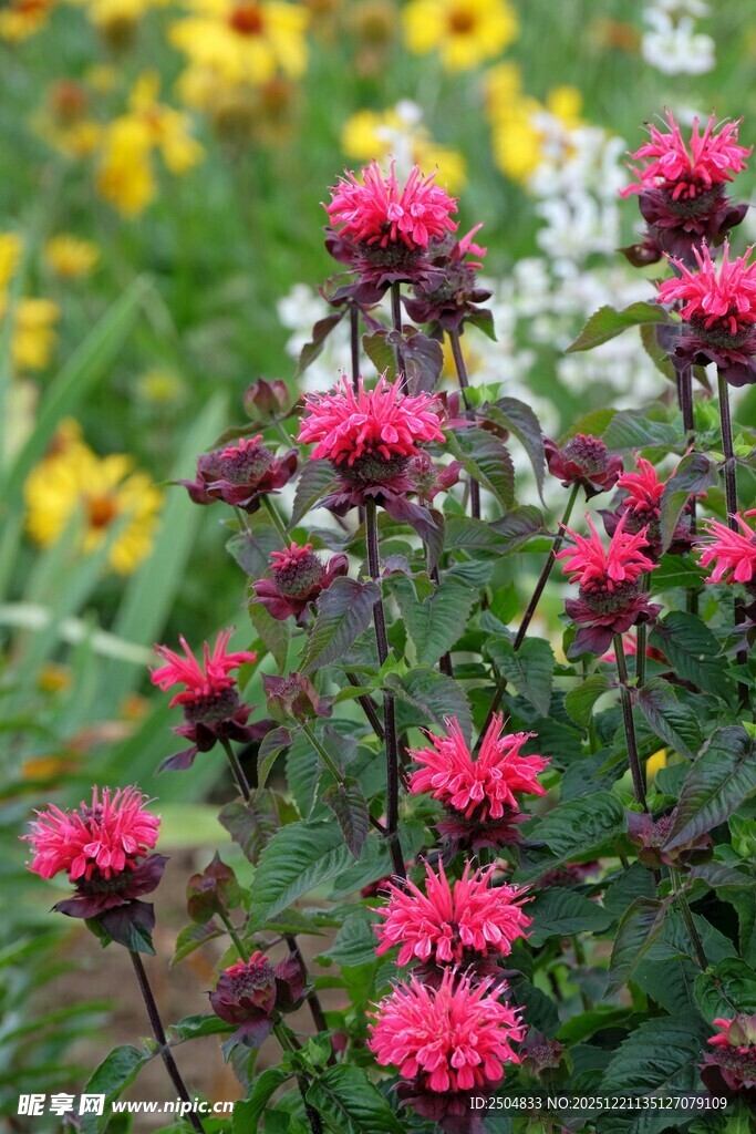 鲜艳玫红花朵绽放