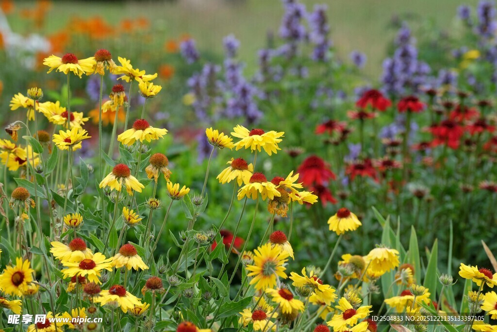 多彩野花绽放的美丽景致