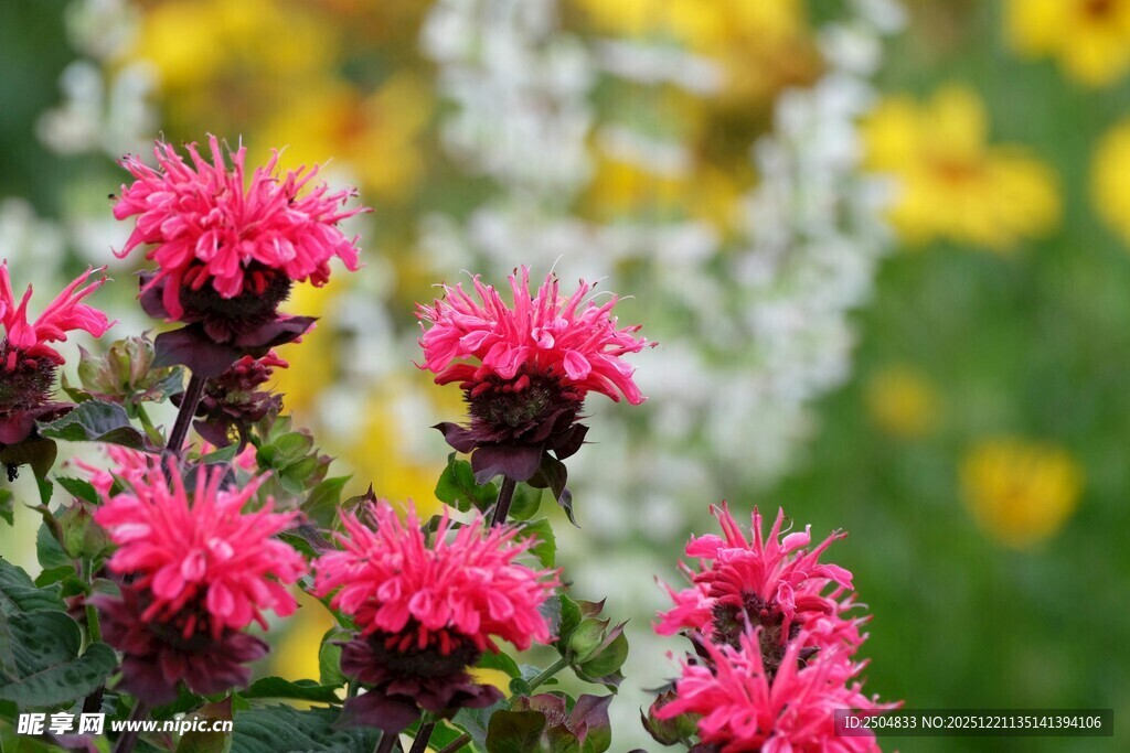 鲜艳玫红花朵绽放于绿野