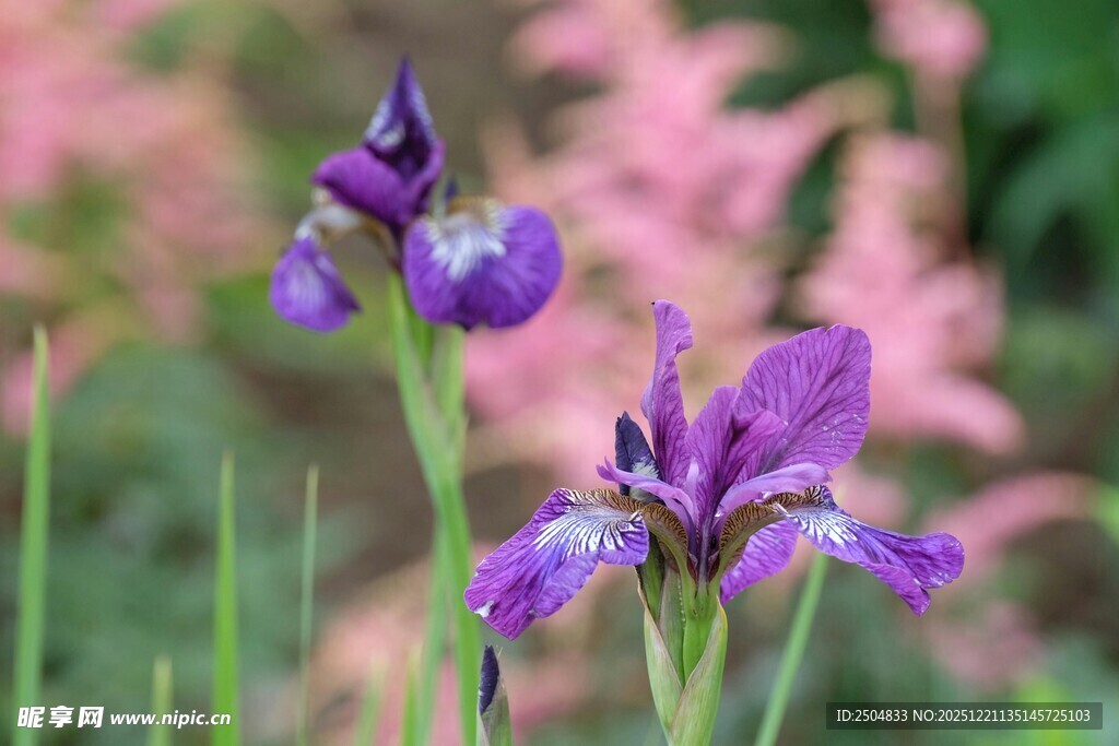 紫色鸢尾花绽放
