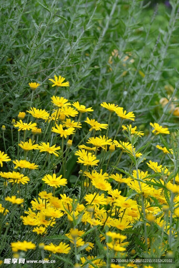 金黄灿烂的小菊花丛