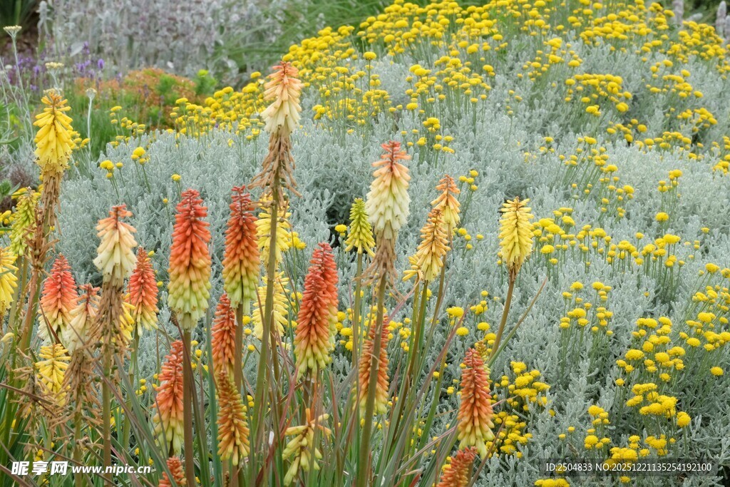 多彩花卉绽放的美丽景致