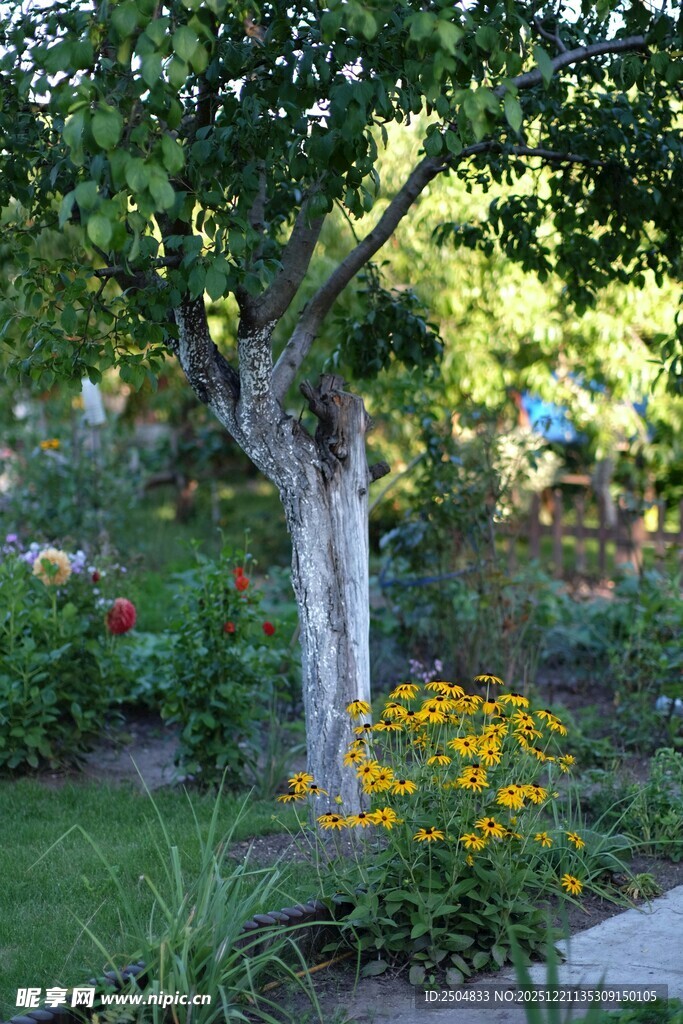 花园中繁花绿树的景致