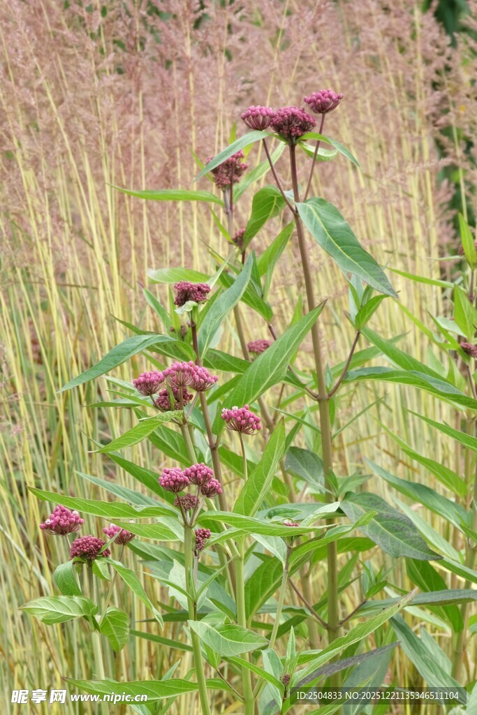 田野中的紫色花卉植物