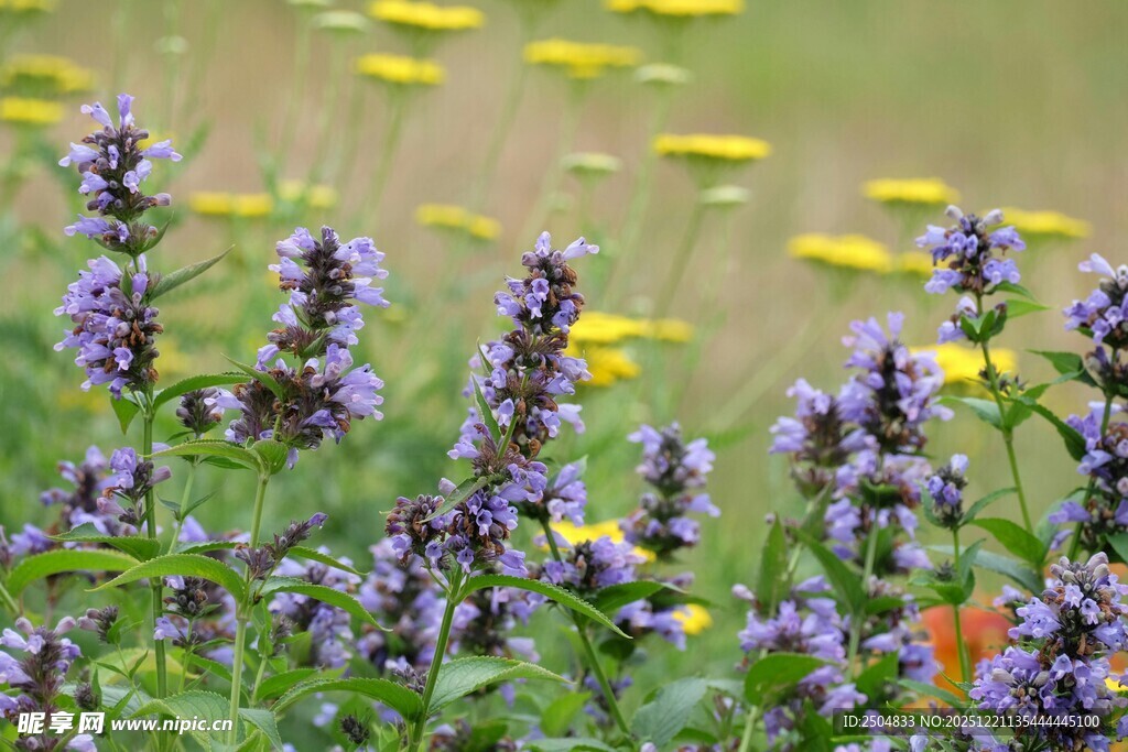 紫色花卉与黄色野花相映