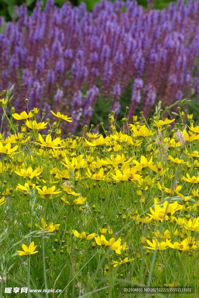 紫黄相间的绚烂花田