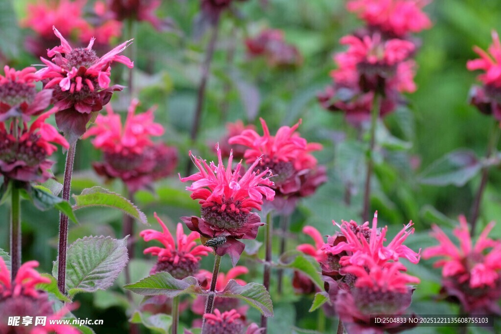 鲜艳玫红花朵绽放