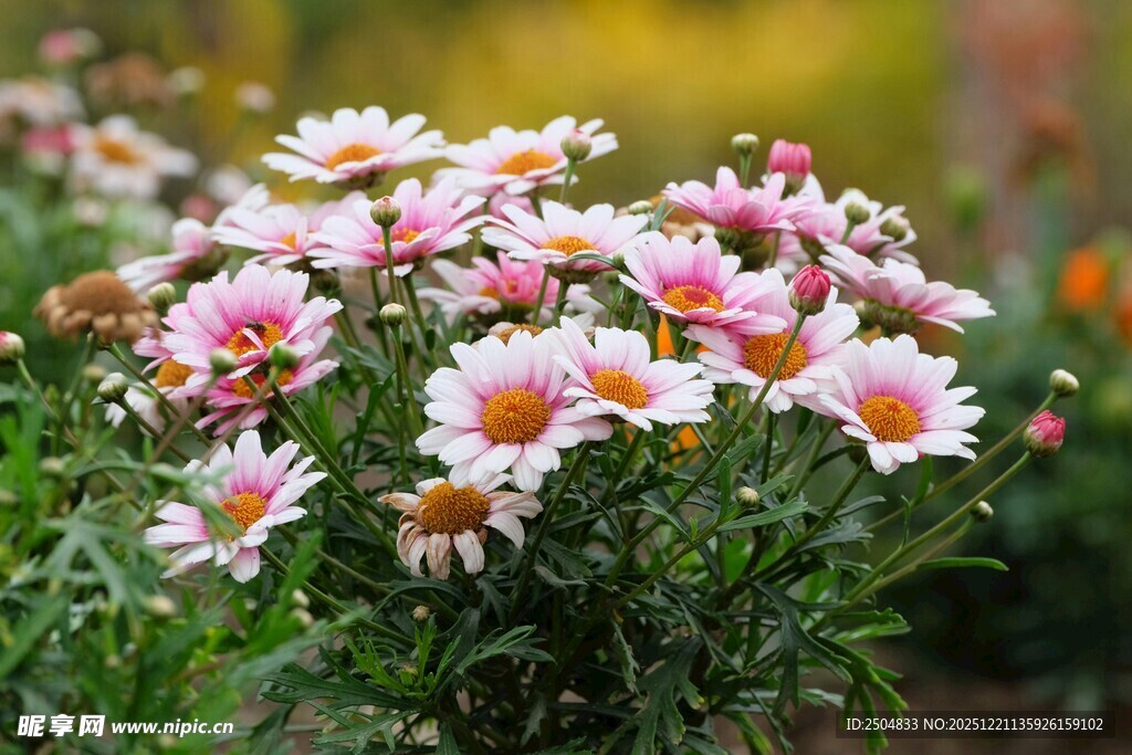 美丽雏菊绽放于花丛中