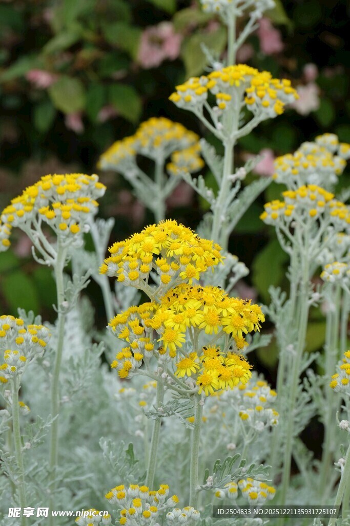 银叶菊间的黄色小花