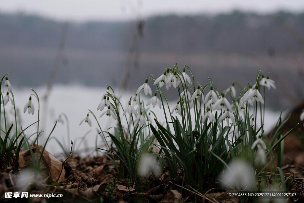 湖畔绽放的雪花莲