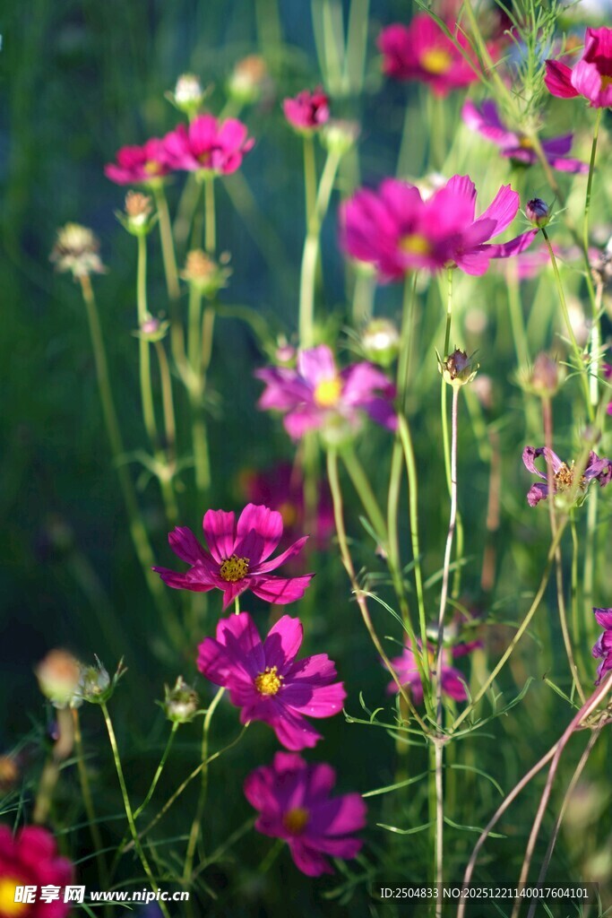 娇艳波斯菊绽放于绿野