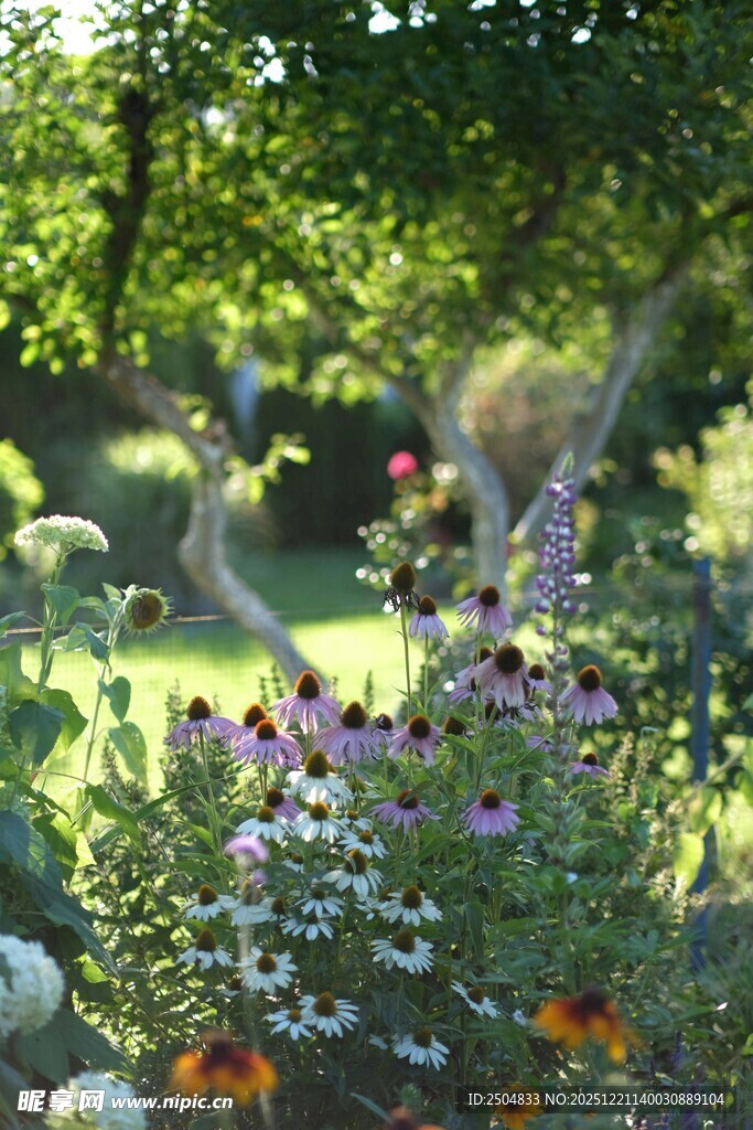 缤纷多彩的花园花卉景观