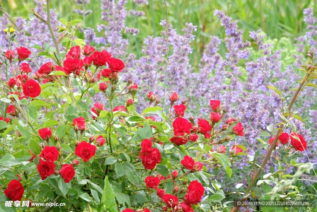 多彩花卉绽放于花园中