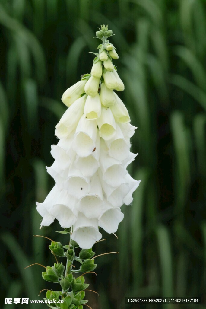 白色毛地黄花特写