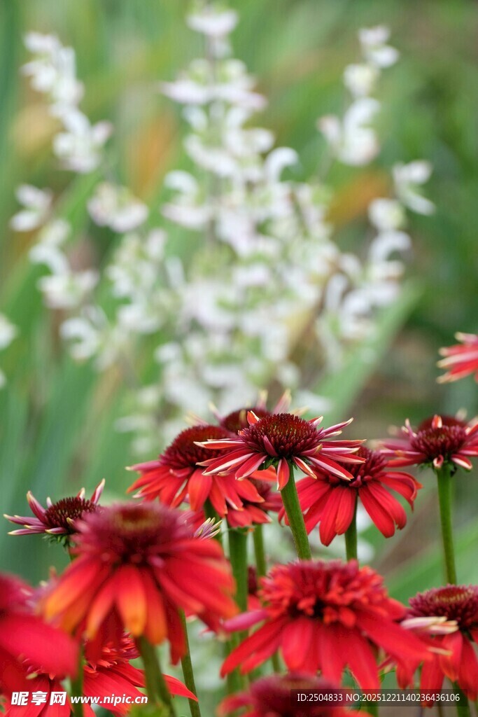 艳丽红花绽放于绿意间