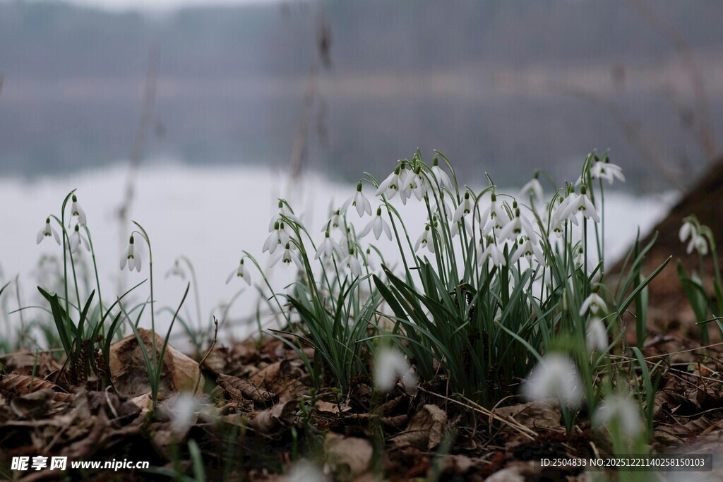 湖畔绽放的雪花莲