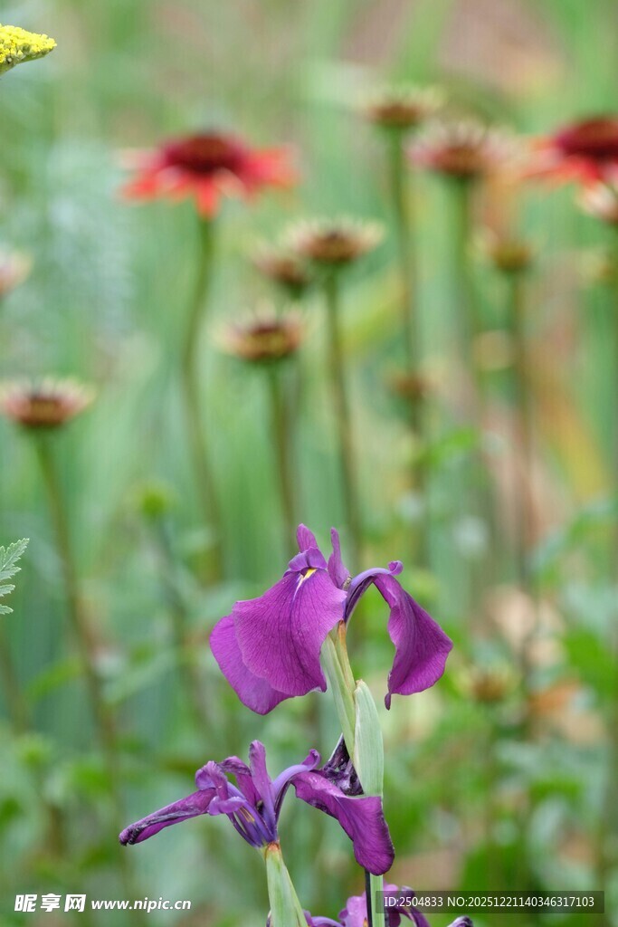 紫色鸢尾花绽放于花丛