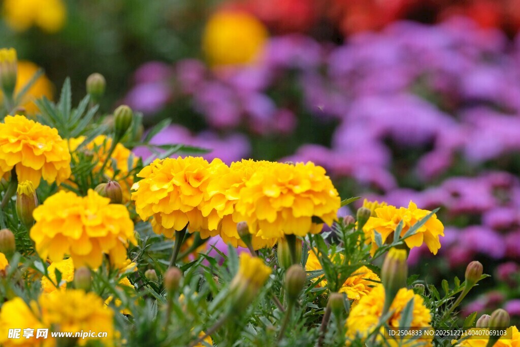 鲜艳黄花朵与多彩花卉