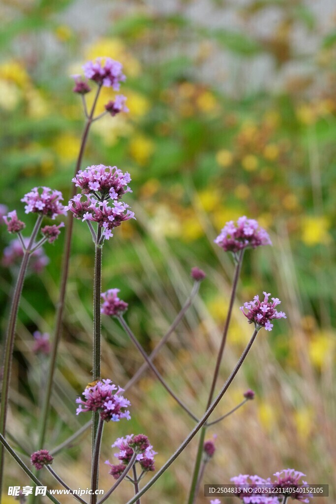 紫色小花绽放于自然间