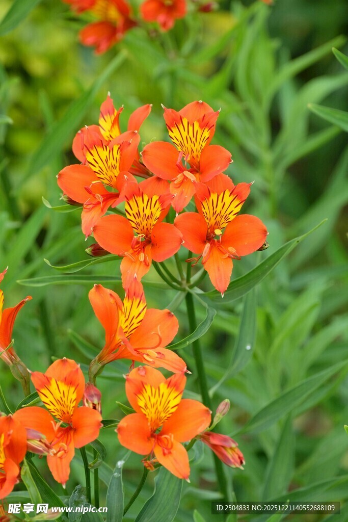 鲜艳橘色花朵绽放绿意间