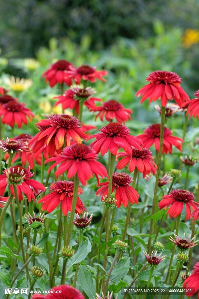 鲜艳红花绽放于绿野间