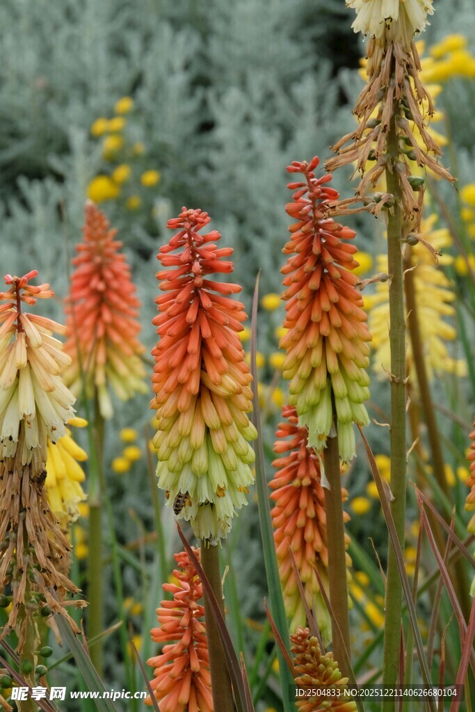 鲜艳火炬花绽放于绿地